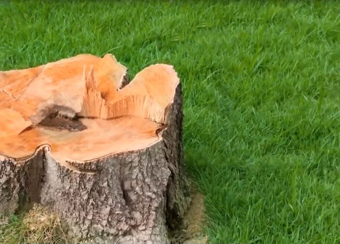 Stump removal service